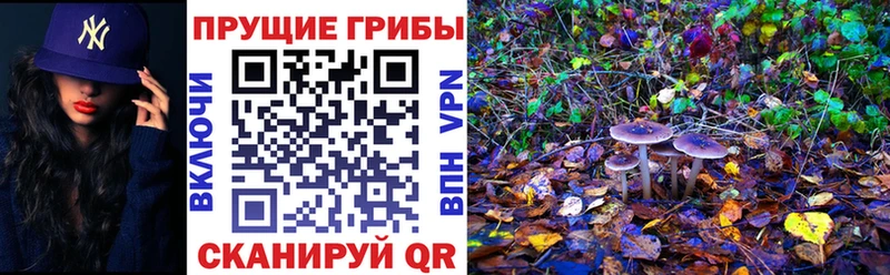 MEGA как зайти Чухлома Псилоцибиновые грибы мицелий